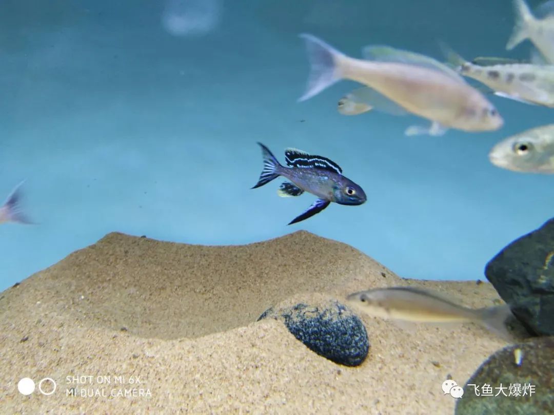 2020慈鲷筑巢大赛~非洲三湖沙雕艺术家的盛宴