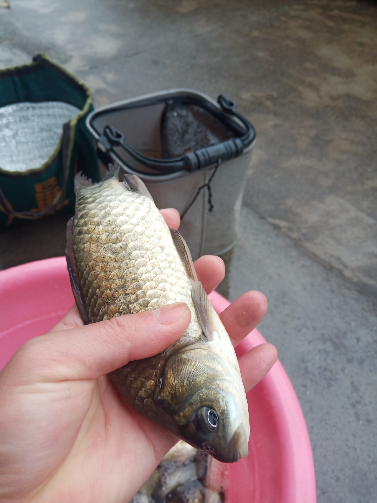 台钓vs路亚哪个更好玩,传统钓比台钓更容易钓获大鲫鱼