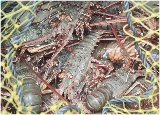 湛江开渔节美食,湛江开渔节现场视频