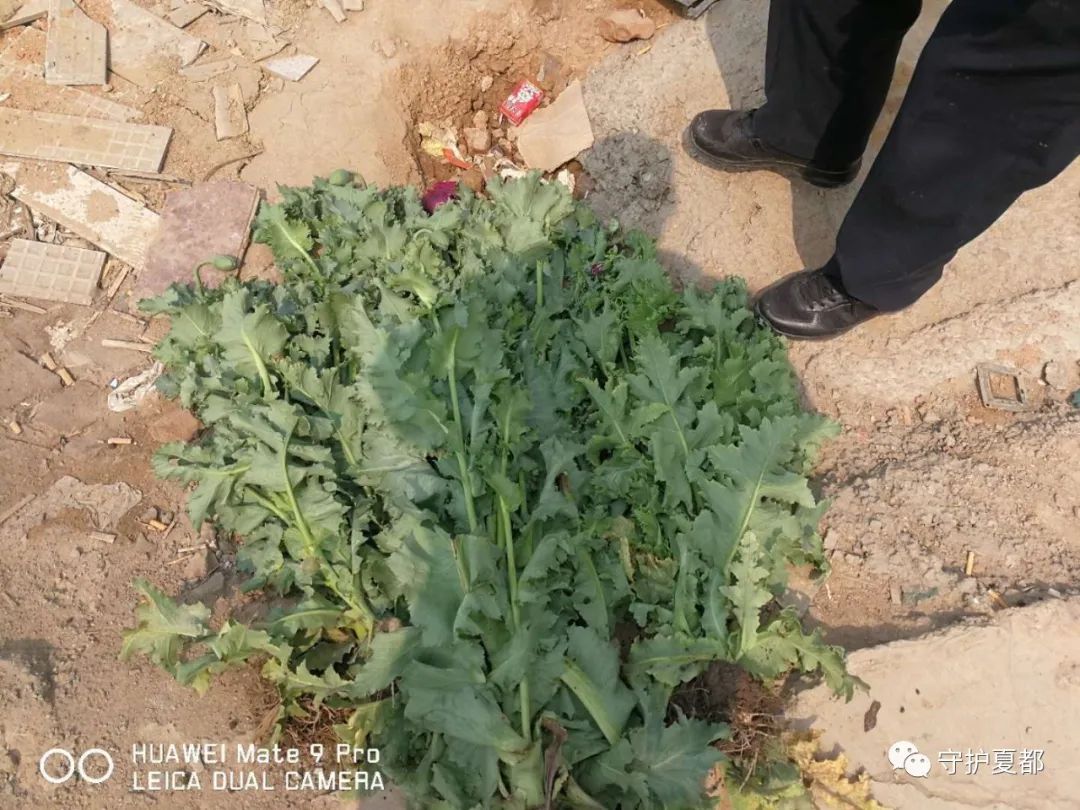 种植此种作物是违法的，近期禹州公安民警在严查！