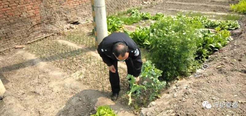 种植此种作物是违法的，近期禹州公安民警在严查！