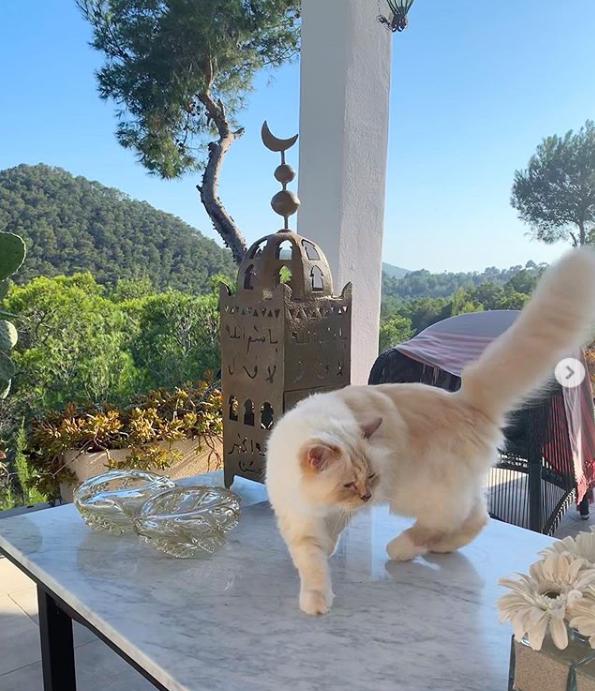 21亿遗产继承猫,继承21亿财产的猫