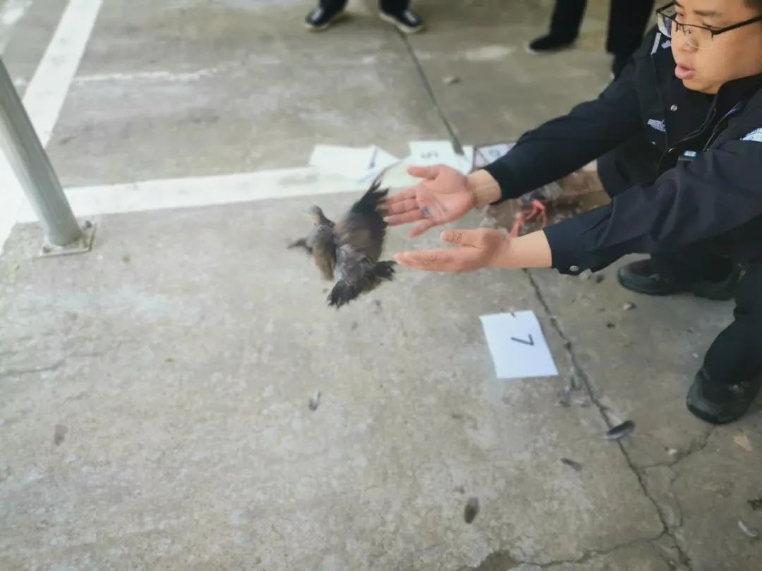 抓捕鸟类触犯法律吗,抓捕鸟属于犯法吗