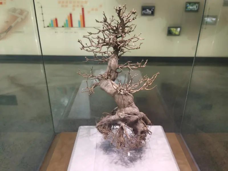 还有人从国外寄来20多只果蝠标本?海淘代购注意了,邮寄蜥蜴、盆景入境,可能会入刑