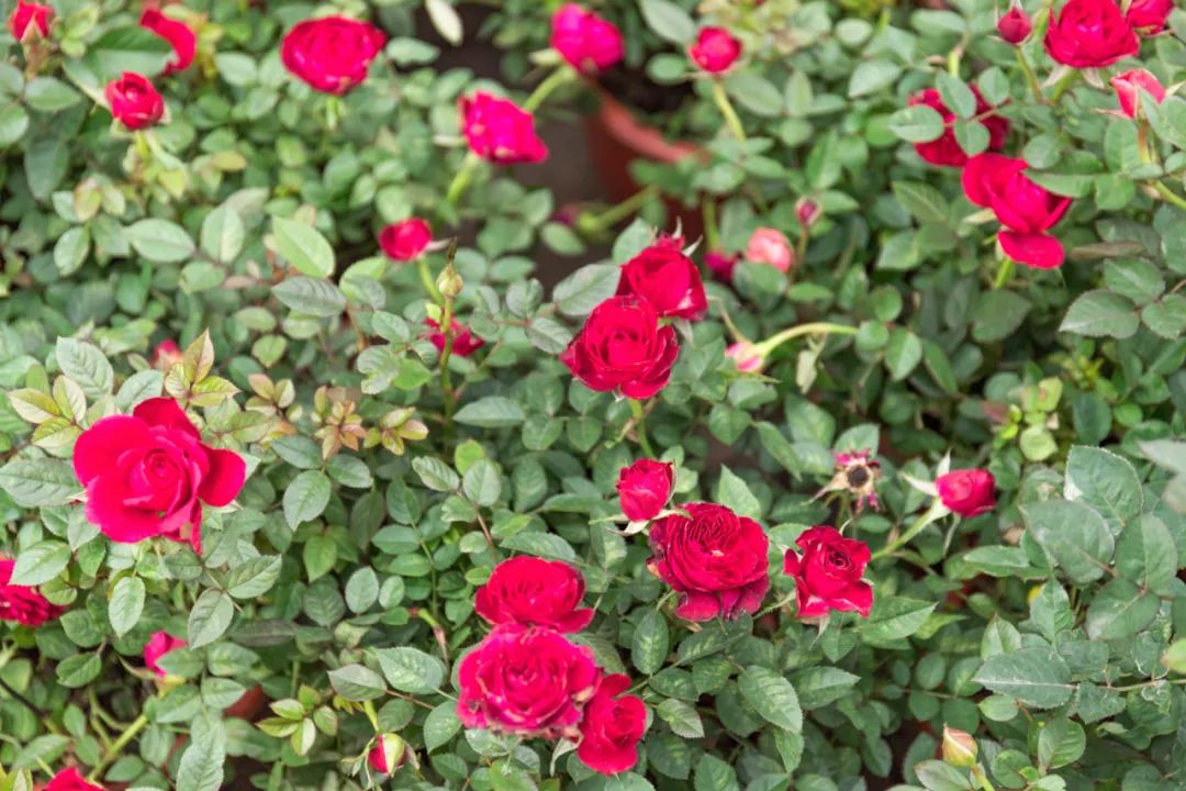 重庆最大的花市需要门票么,重庆最大的花市怎么走