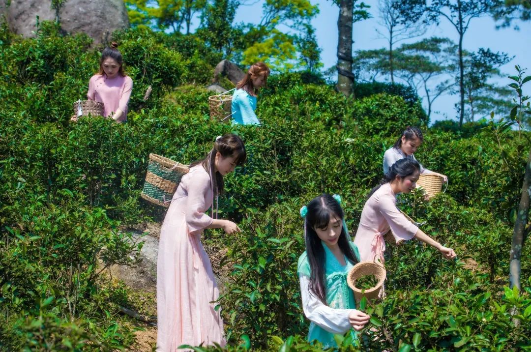 茶香禅韵入梦完整视频,世外桃源神仙度假地