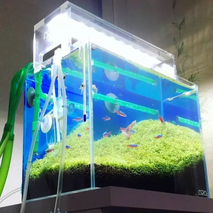 没有过滤的造景缸,没有造景的鱼缸好看吗