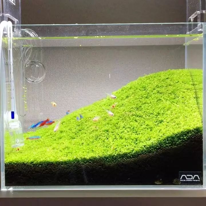 没有过滤的造景缸,没有造景的鱼缸好看吗