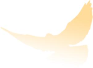 金杜律师所深圳分所,深圳金杜律师事务所薪酬