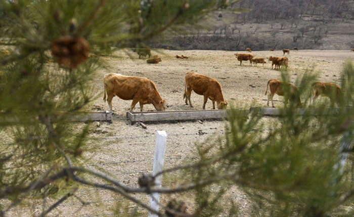 延边黄牛杂交日本和牛,延边州黄牛产业发展