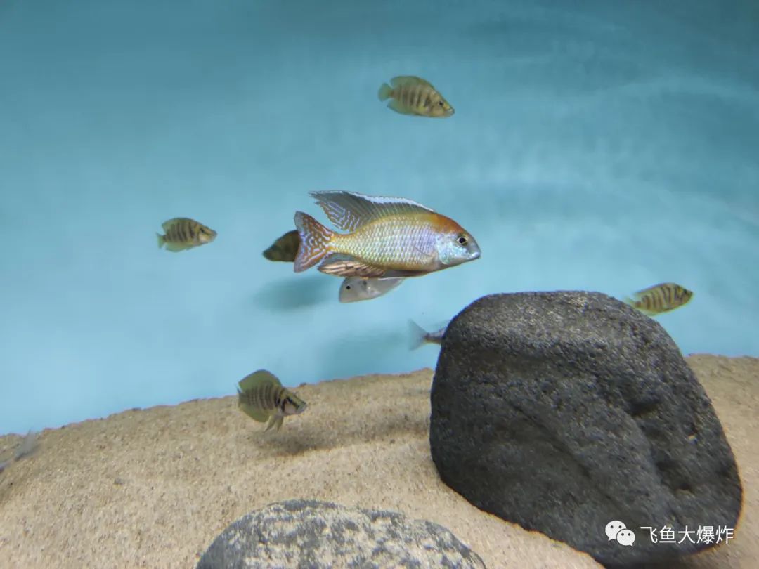 2020慈鲷筑巢大赛~非洲三湖沙雕艺术家的盛宴