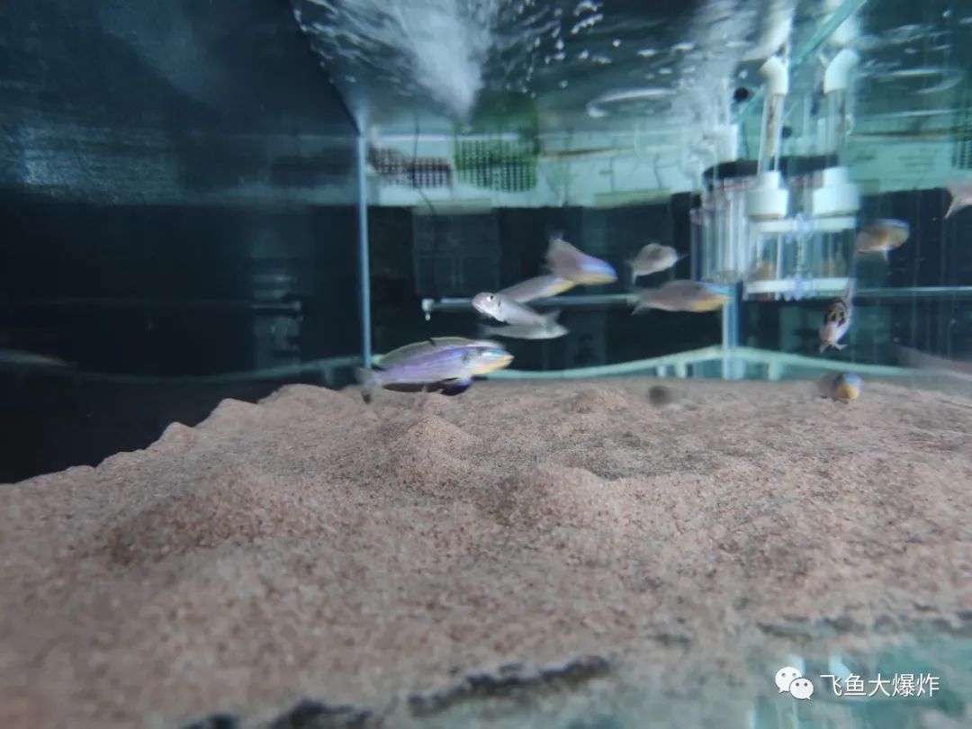 2020慈鲷筑巢大赛~非洲三湖沙雕艺术家的盛宴