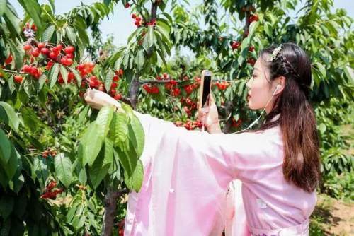 “樱”“唯”有你！五月，让我们相约在铜川的樱桃园