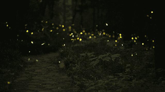 夏日萤火虫的夜晚,夏天萤火虫的夜景