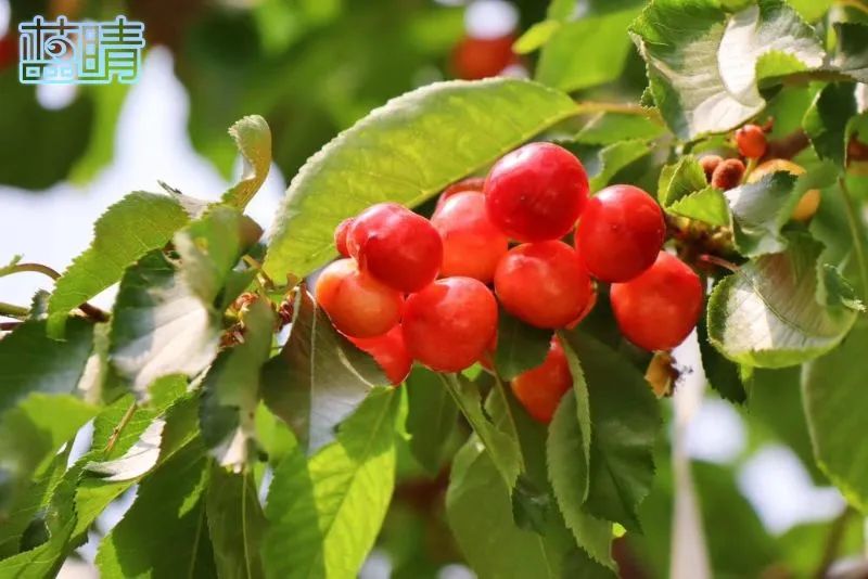 青岛市开发区五一假期,青岛小长假旅游