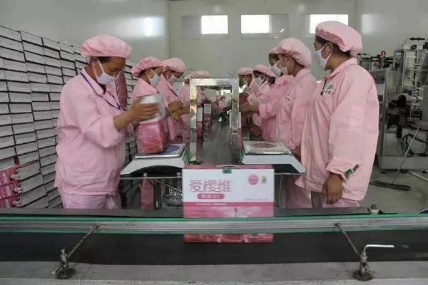 樱桃熟了五一好去处,采摘樱桃好去处五莲