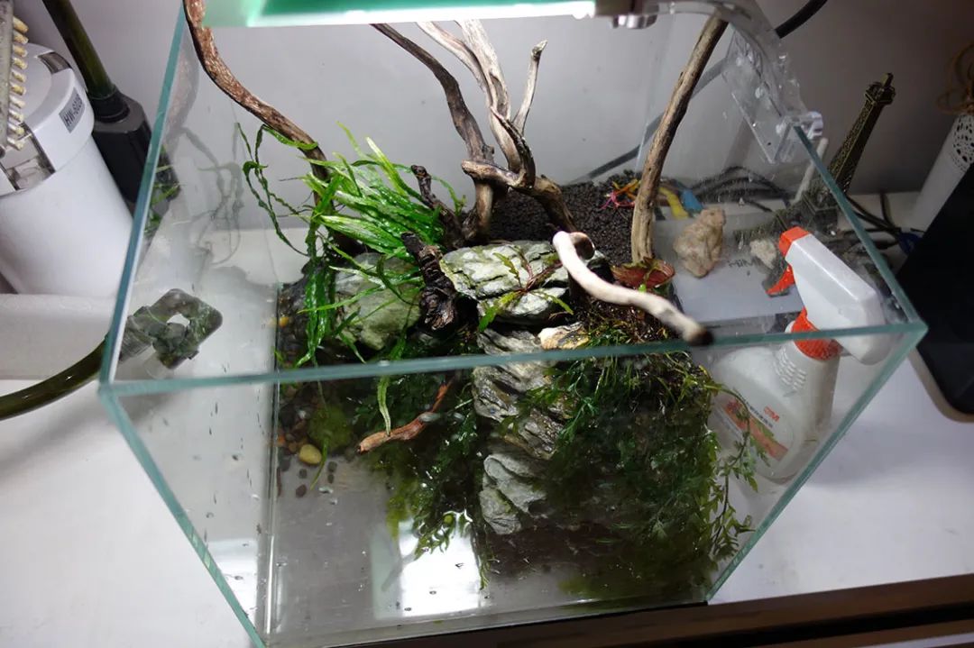 为了宝宝出掉草缸，最后还是耐不住寂寞啊