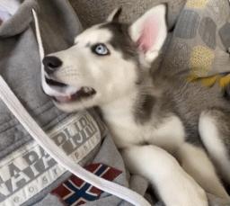 狗狗身上过敏症状,狗狗皮肤过敏常见症状及改善方法