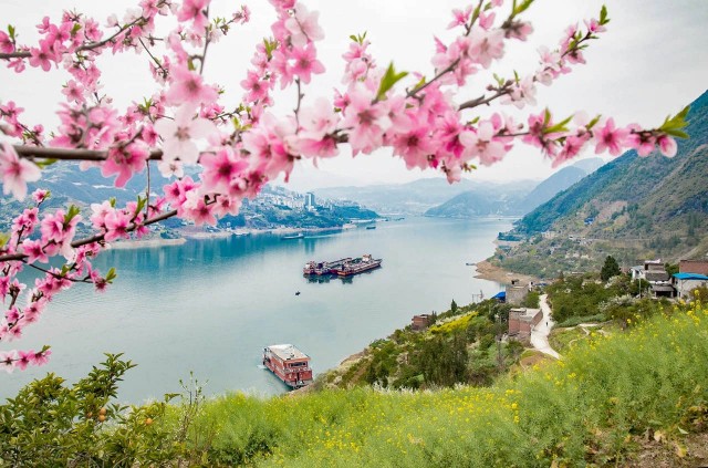 山海一家亲,共品巫山味!巫山农产品线上特卖会今儿“开市”