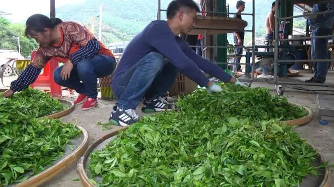 仙人茶每斤多少钱,多祝仙人茶价格
