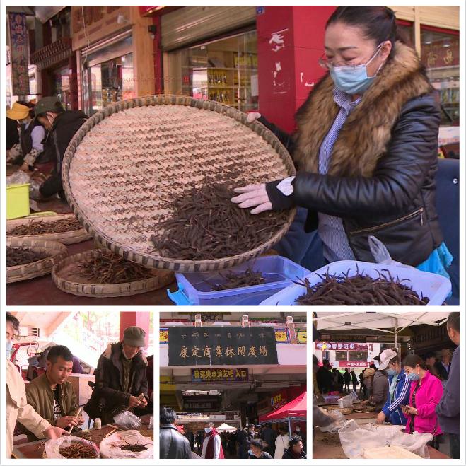 新鲜虫草已上市场，“软黄金”借网出山