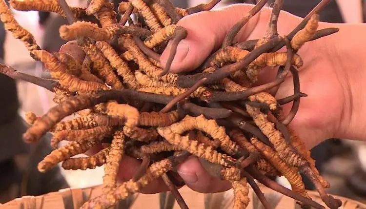 新鲜虫草已上市场，“软黄金”借网出山