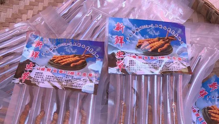 野生新虫草上市,新鲜货虫草
