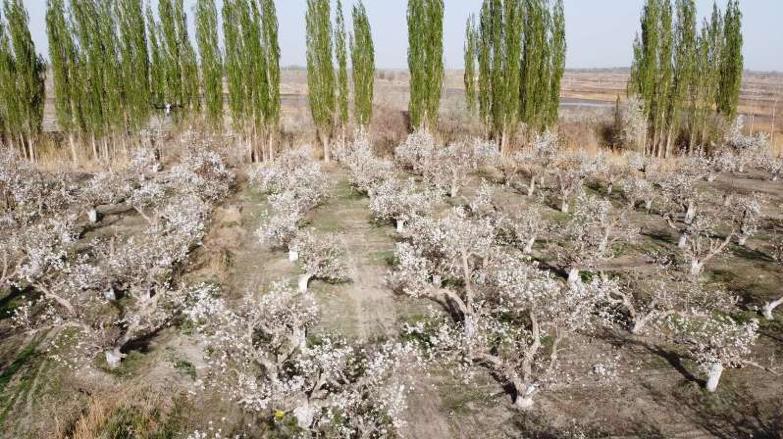 库尔勒香梨无人机授粉,库尔勒香梨高效授粉