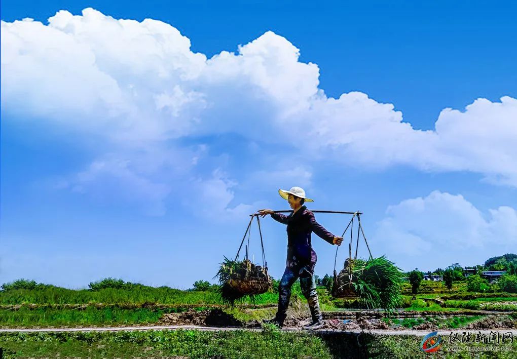 你妈叫你回家插秧了原版,你妈喊你回家插秧的图片
