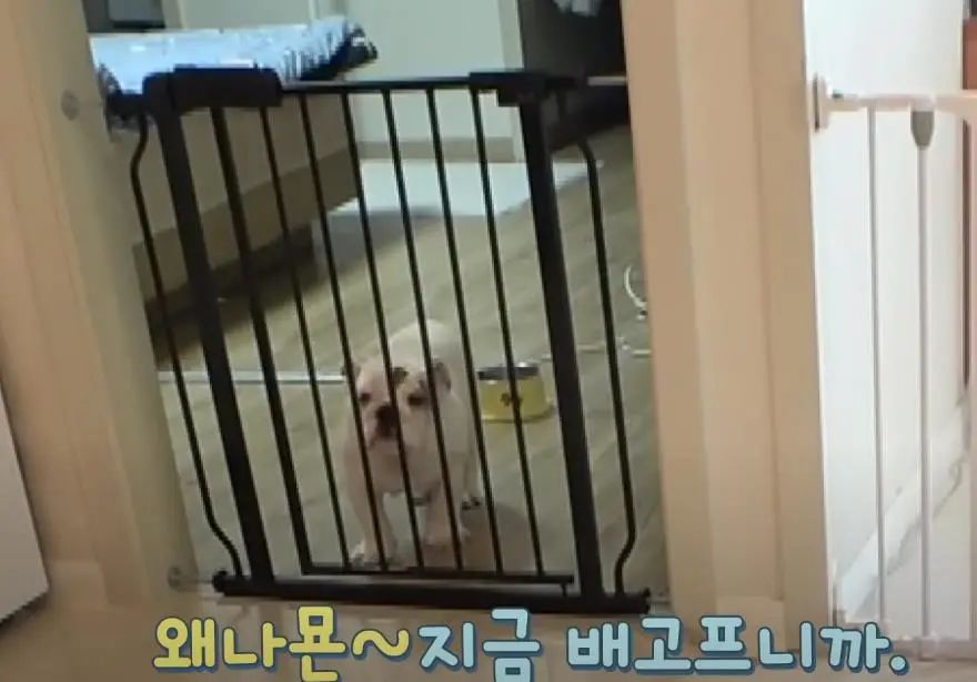 小奶狗怎么越吃越瘦是什么原因,小奶狗太瘦如何快速长胖