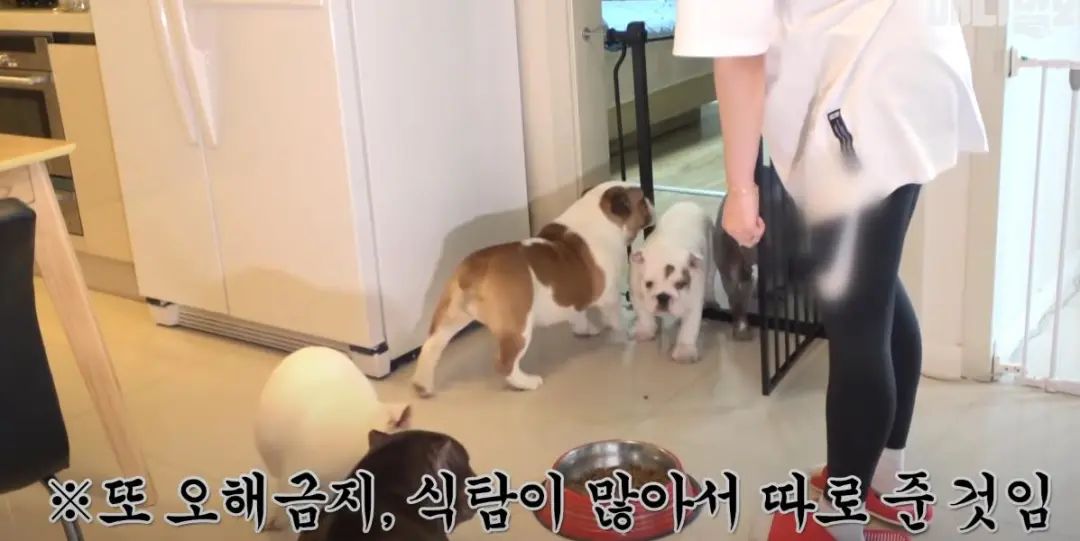 小奶狗怎么越吃越瘦是什么原因,小奶狗太瘦如何快速长胖