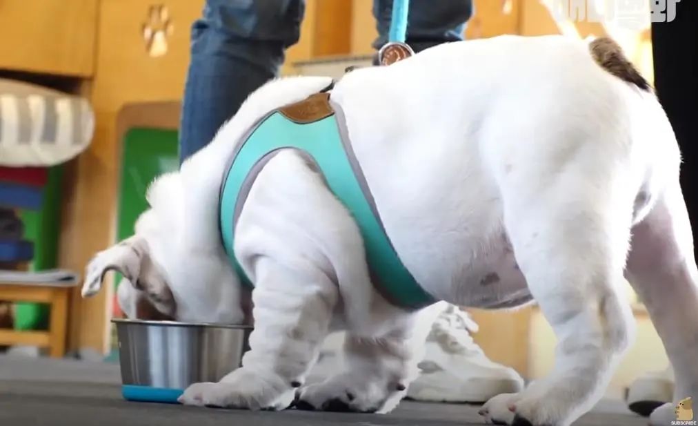 小奶狗怎么越吃越瘦是什么原因,小奶狗太瘦如何快速长胖