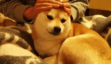 没收的禁养的狗罚款多少,没收犬只