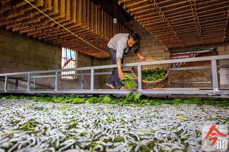小小竹编编织乡亲致富梦,小小桑蚕织出扶贫大产业
