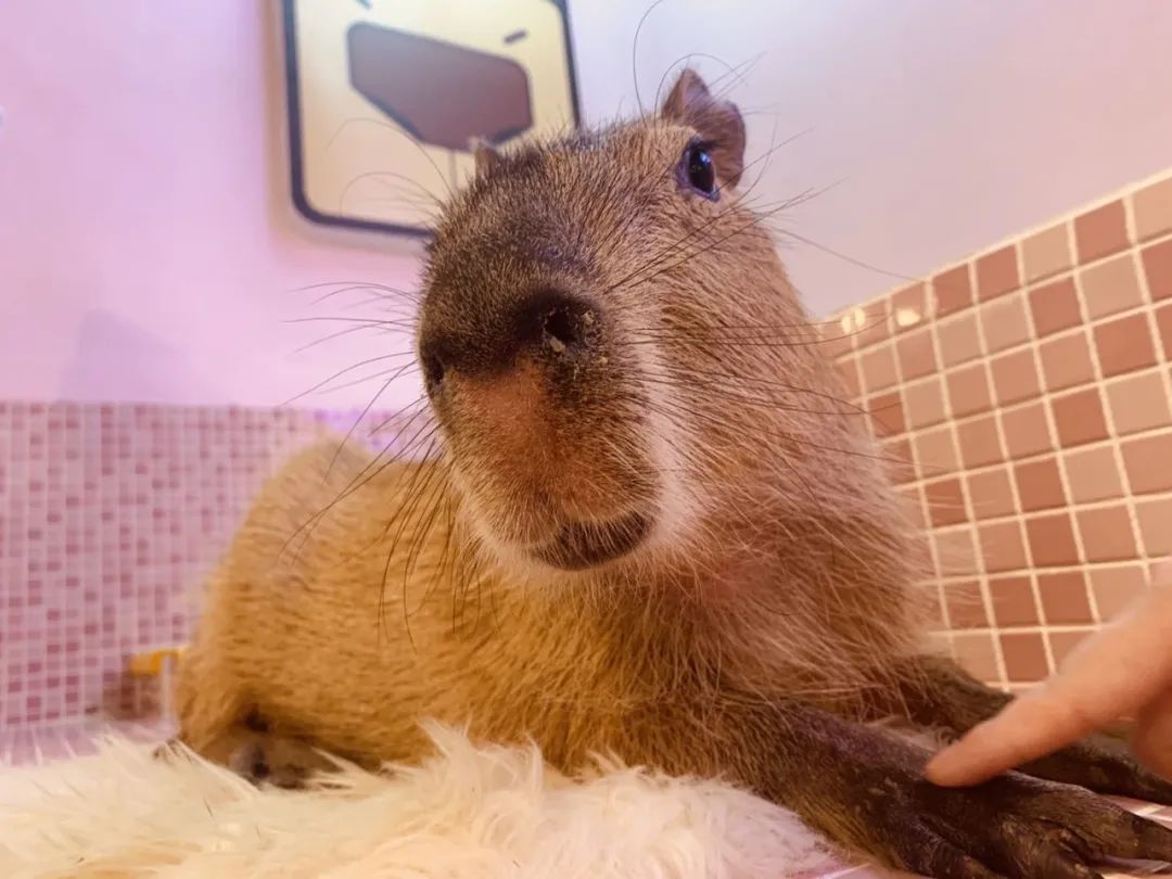 网友吸猫撸狗,吸猫撸狗的地方