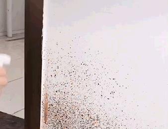 除发霉的霉菌,除霉剂真的能消除霉菌吗