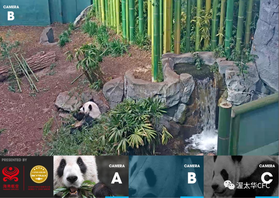 吃不到新鲜竹子，旅加大熊猫将提前归国！网友：回家吧，祖国养你