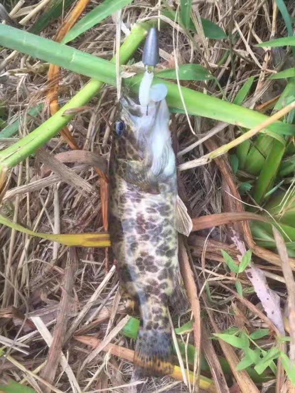 上鱼是什么体验,上鱼必备品榜单是什么意思