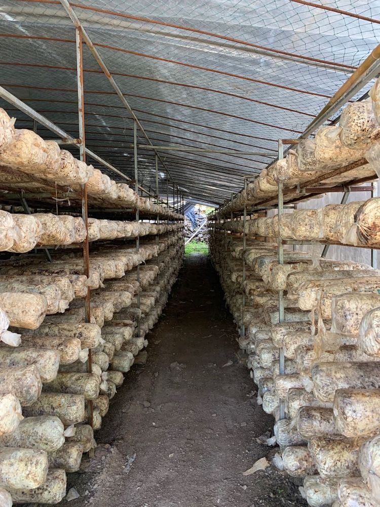 淅川乡村振兴,淅川大石桥乡农业