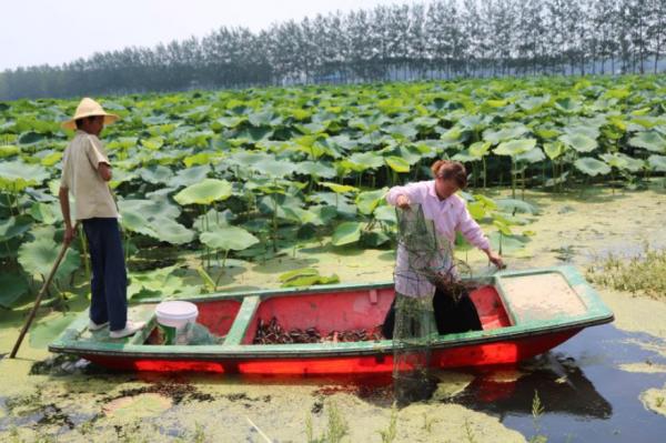 宿迁蝴蝶兰开出“致富花”,江苏宿迁种荷花全村脱贫致富