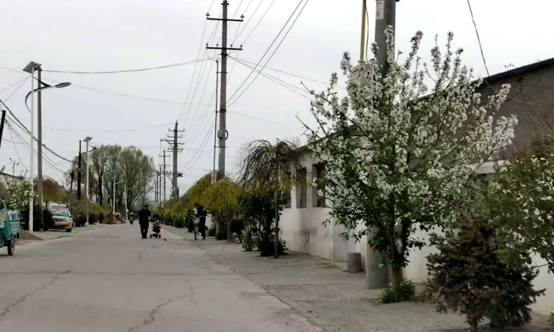 基层党建引领三农,基层党建先锋村