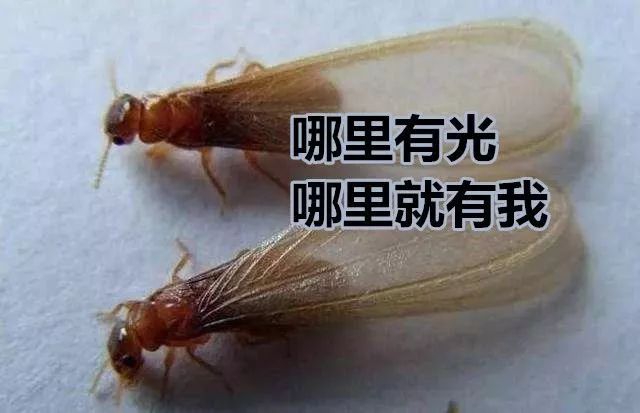 屋里白色小飞虫咬人,家里好多黑色的带壳小飞虫咬人吗