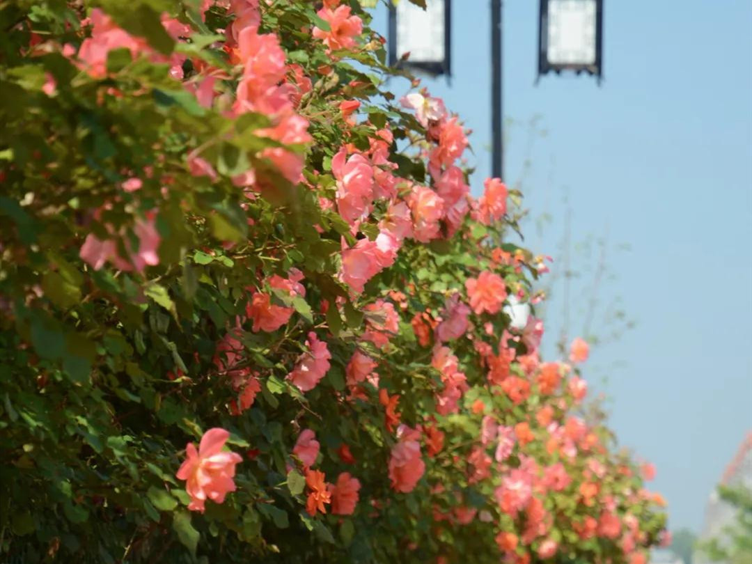 月季花开美的让人陶醉,青州市月季花节