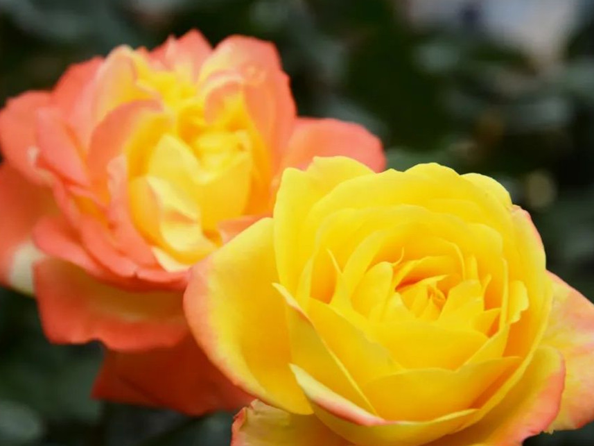 月季花开美的让人陶醉,青州市月季花节