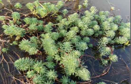 小龙虾困境解决方法,最新小龙虾养殖新模式