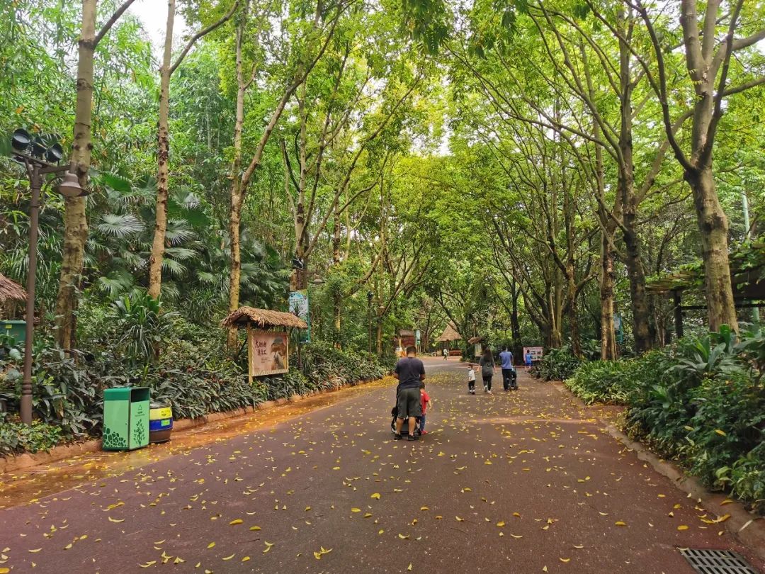 最新广州长隆野生动物园南门攻略,广州长隆动物园的白虎简介