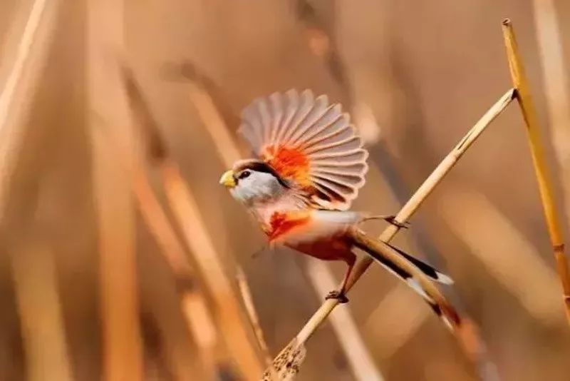 盐城最厉害的勺子,盐城铜勺子