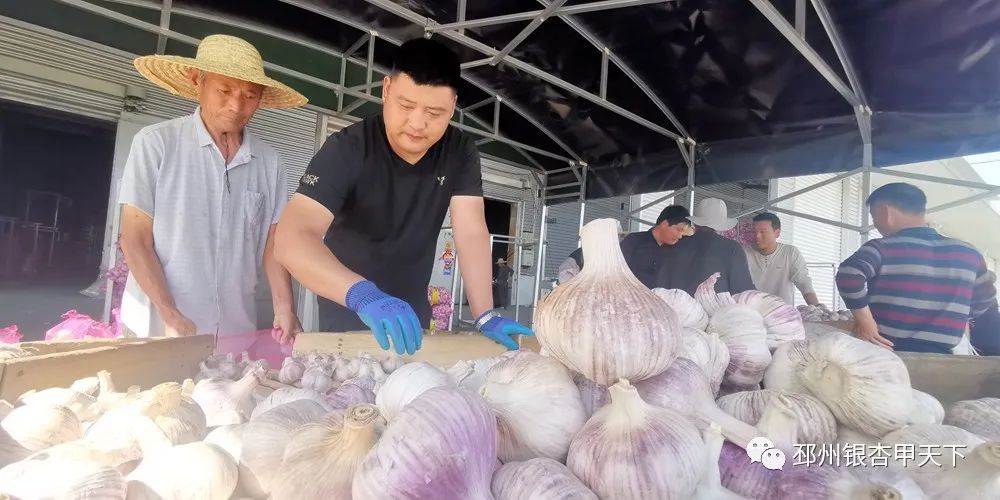 大蒜收获季！邳州强化服务助农解忧