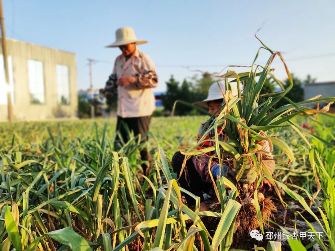 大蒜收获季!邳州强化服务助农解忧