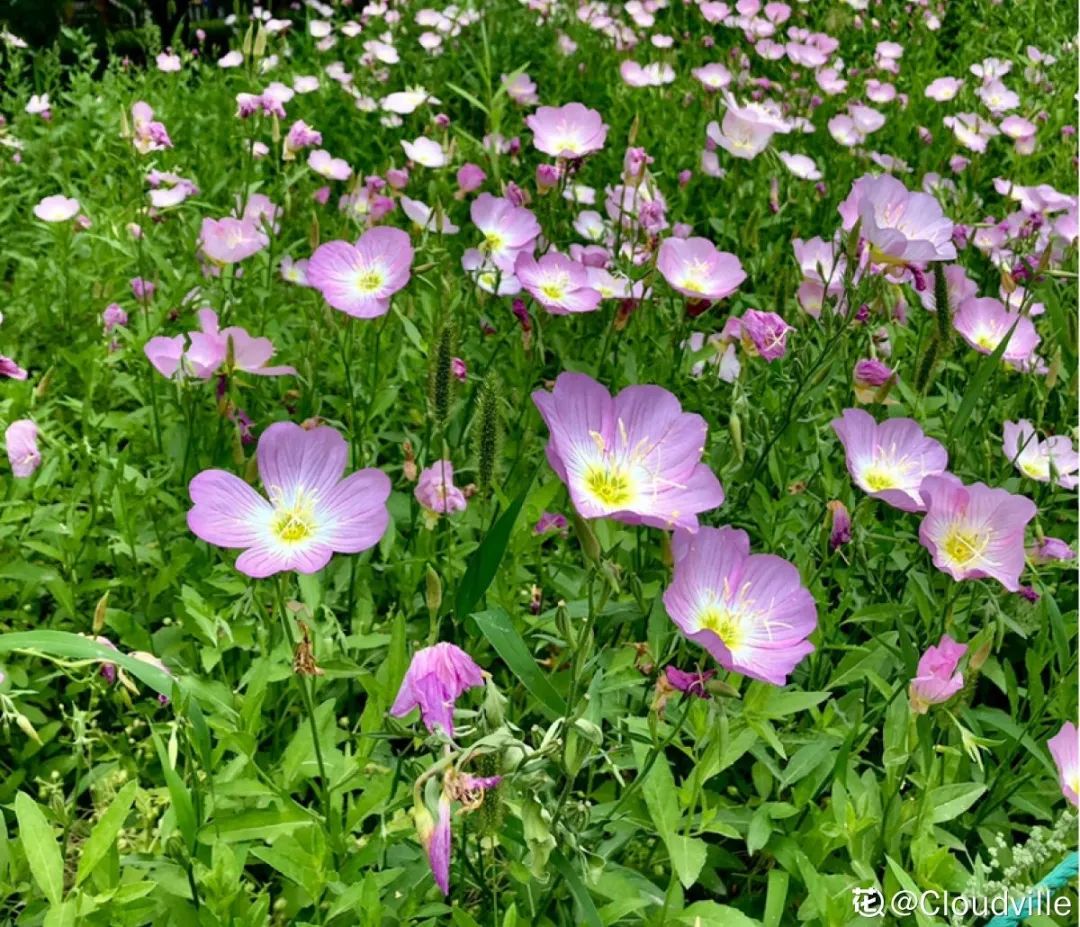 绿道科普展,绿道科普看初夏街头满目芳菲